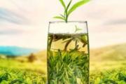 绿茶可以做奶茶吗 绿茶可以和什么搭配泡喝好