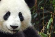 香港大熊猫创造世界最长寿动物记录
