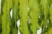 排毒吃什么蔬菜 常吃四种蔬菜降脂排毒