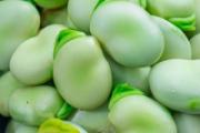 蚕豆不能和什么一起吃 蚕豆和菠菜一起吃吗