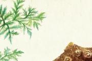 川芎治头痛怎么吃才好 服用川芎的注意事项