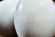 女性长期吃鹅蛋的好处 鹅蛋治什么妇科病