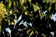 香椿花能下奶吗 泡水香椿花下奶吗