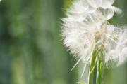蒲公英和夏枯草可以一起喝吗 蒲公英和夏枯草月经期可以喝吗