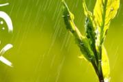 雨水节气一定下雨吗 2019雨水过后还冷吗