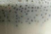 奇亚籽和牛奶搭配有什么效果 奇亚籽和牛奶怎么一起喝