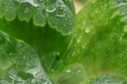 芦荟做面膜的正确方法