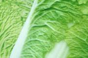 白菜可以炒鸡蛋吗 白菜可以炒什么菜