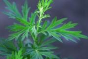 宝宝能闻艾草味吗 宝宝能喝艾叶水吗