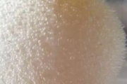 醋泡鸡蛋用什么醋比较好 醋泡鸡蛋有什么好处