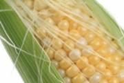 金钱草和玉米须能一起泡吗 金钱草和玉米须泡水的功效