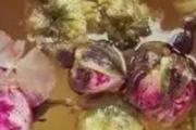 菊花玫瑰花泡水的功效 菊花玫瑰花可以每天喝吗