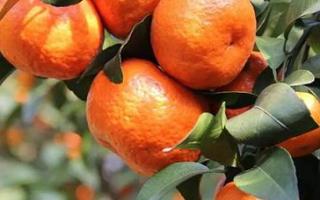 金钱白花蛇的功效与作用