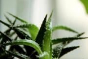 芦荟的功效与作用 芦荟的好处多到你想不到