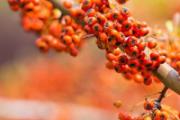 沙棘叶子泡水喝是寒性还是温性 沙棘叶茶可以长期喝吗