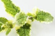 薄荷会导致宫寒吗 如何判断是否宫寒