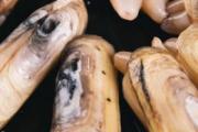 蛏子怎么快速挤出内脏 干货蛏子肉怎么做好吃