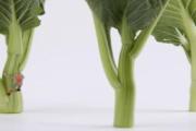 菜心是什么季节的蔬菜 菜心怎么吃好吃