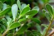 马齿苋肠胃不好能吃吗 马齿苋可以治幽门螺旋杆菌吗