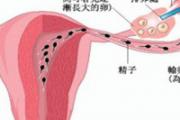输卵管堵塞还能排卵吗