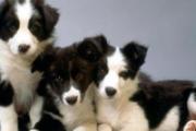 被自家狗狗抓伤要不要打针 狂犬病潜伏期最长多久