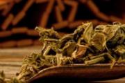 怎样辨认白蒿 白蒿泡水喝的禁忌