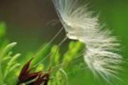 蒲公英茶能放糖吗