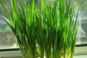 盆栽种菜和方法 6种可盆栽的菜
