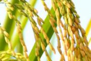 绿竹米可以蒸米饭吗 绿竹米蒸米饭多长时间