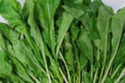 月子里可以吃荠菜吗 有什么好处？怎么吃比较好？