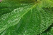 紫苏泡茶是干的还是新鲜的 紫苏泡茶可以去湿气吗