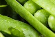 豌豆放冰箱发芽能吃吗 发芽的豌豆怎么吃好
