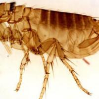 蚊虫叮咬过敏症状,蚊虫叮咬红肿怎么办,蚊虫叮