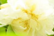 白色石榴花有什么用 白色石榴花的功效