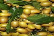 吃黄皮果可以减肥吗 吃黄皮果会加重湿气吗