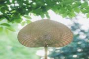 2020年立夏是几月几日 立夏的含义是什么