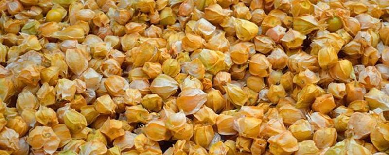 姑娘果的功效与作用