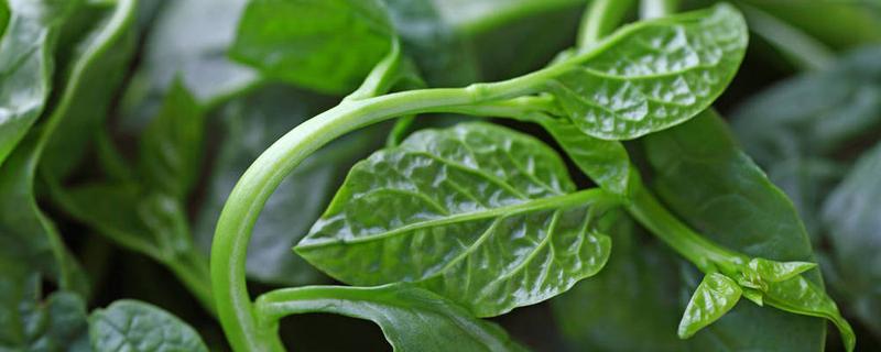 果酱要放冰箱吗