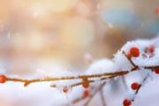 大雪节气吃什么养生 大雪节气吃什么进补