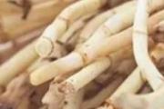 鱼腥草什么季节吃最好 鱼腥草有毒吗