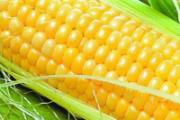 为什么吃玉米减肥 推荐玉米减肥食谱