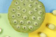 新鲜莲子可以放冰箱吗 新鲜莲子可以冷冻吗