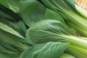 孕妇能不能吃油菜 吃油菜的注意事项