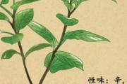鱼腥草熬水洗澡有什么功效 鱼腥草熬水煮多长时间效果最好