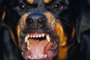 狂犬病的潜伏期是多长时间