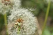蒲公英茶是属于绿茶吗 什么季节喝蒲公英茶