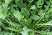 什么人不能吃荠菜 荠菜煮鸡蛋孕妇能吃吗