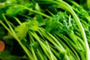 吃香菜会长黑色素么 香菜煮水退烧有用吗