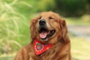 狂犬疫苗漏打了怎么办 为什么狂犬疫苗要打5针