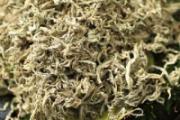 艾草燃烧后的烟雾可以驱虫吗 艾叶铺床底下可以驱虫吗